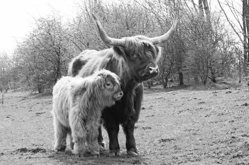 Preview: highlander
