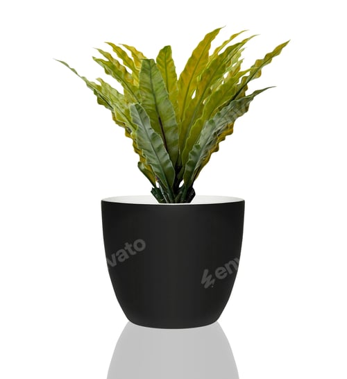 Vista previa: flower in a plastic pot