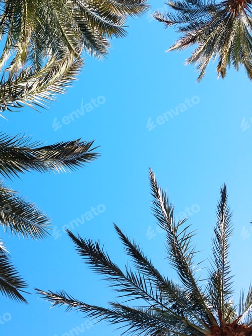 Preview: View From Below To Tropical Garden With Palm Trees On Blue Sky Background With Tiny Airplane