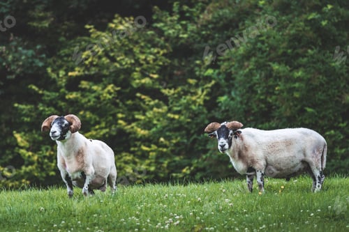 Preview: Close-up Irish bighorn sheep on the grass