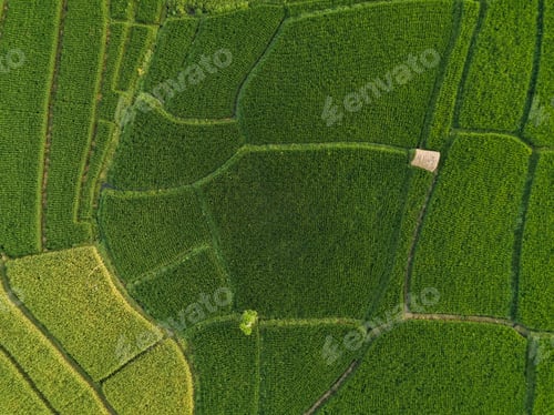 Preview: Aerial view of rice fields,Bali,Indonesia