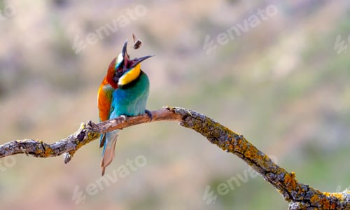 Preview: Bee-eater