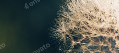 Preview: Blooming fluffy dandelion head. Fluffy umbrellas with dew drops on a dark green background. Banner.