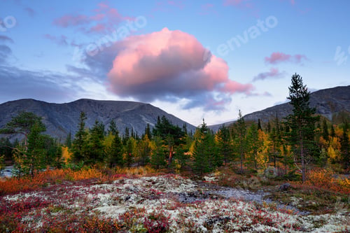 Preview: Autumn coloured forest near Polygonal Lakes, Khibiny mountains, Kola Peninsula, Russia