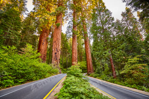 Preview: Scenic road in Sequoia National Park, California, USA.