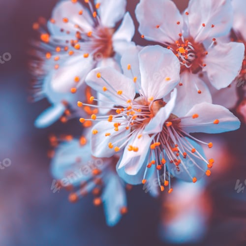 Preview: White Blossoms with Orange Stamens, Dreamy Floral Macro