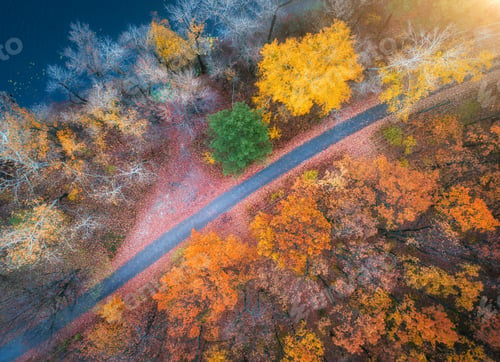 Preview: Aerial view of road in beautiful autumn forest at sunset