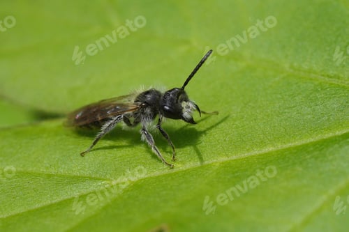 Preview: Detailed closeup on an aged male red-bellied miner, Andrena ventralis sitting on a green leaf