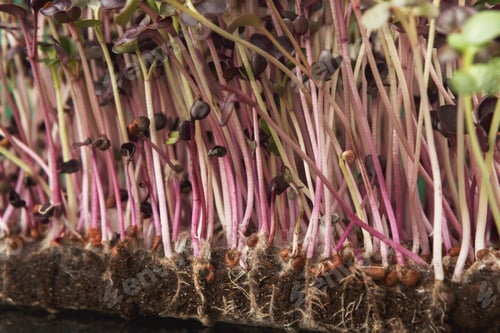 Preview: Organic growing micro greens