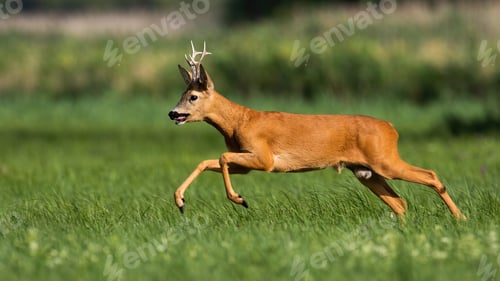 Preview: Roe deer running on flower field in summertime nature