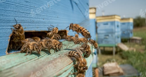 Preview: Honey bees fly near a beehive.