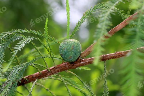 Preview: Bald Cypress Tree Branch - Macro Photograph Of A Branch Of A Bald Cypress Tree With A Fruit On The