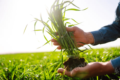 Preview: Young Green wheat seedlings in the hands of a farmer. Checking wheat field progress.