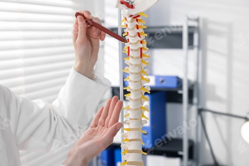 Preview: Doctor pointing at sections of human spine model in clinic, closeup