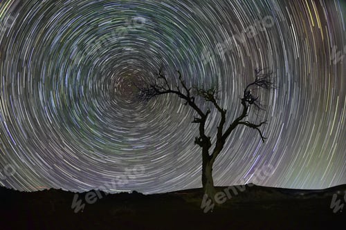 Preview: Mesmerizing Star Trail Over Barren Tree