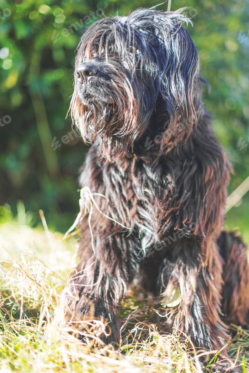 Preview: A black Bergamo shepherd with lots of fur