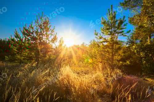 Preview: Sunset In Summer Coniferous Forest Trees. Nature Woods In Sunlig