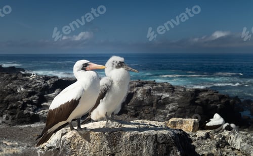 Preview: Parent and child Galapagos bird