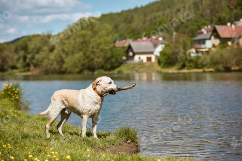 Preview: Playful dog with stick on meadow