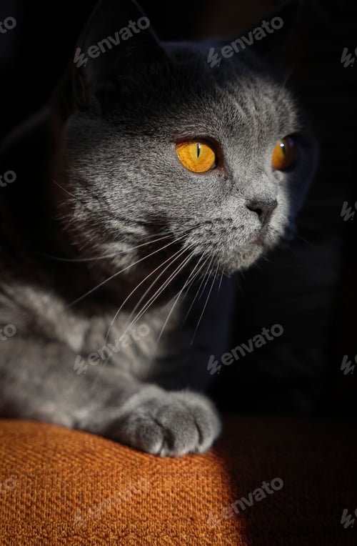 Preview: Scottish Straight cat with orange eyes with sunlight on its face