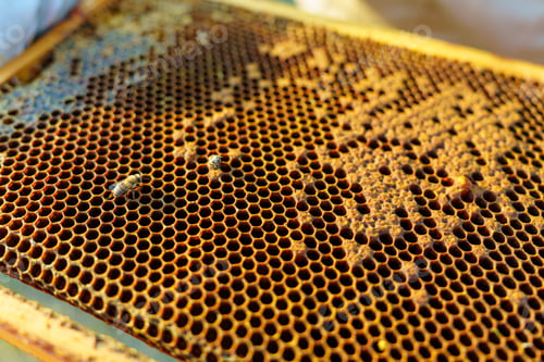 Preview: Honeycomb Frame Close-up of Honeycomb Cells with Bees, A Natural Sweetness Source.