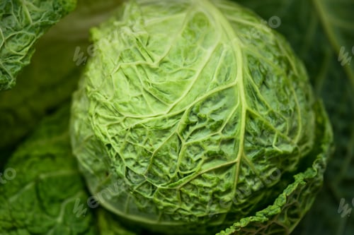 Preview: Fresh borecole or kale head