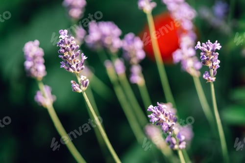 Preview: Blue lavender in garden on a summer day