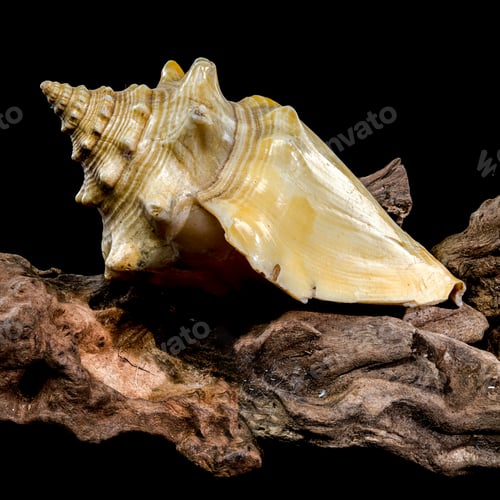 Preview: Strombus pugilis Shell on Driftwood with Black Background