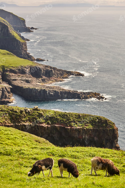 Preview: Sheep lamb grazing on the Faroe islands green cliffs