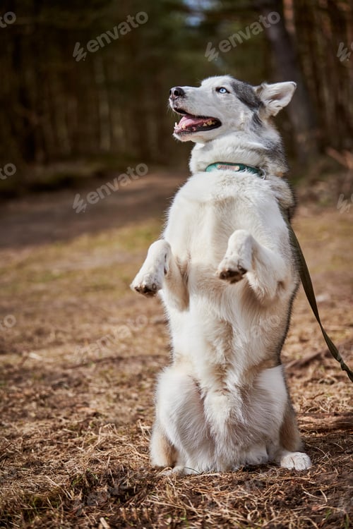 Preview: Siberian Husky dog standing on hind legs on dry grass field, funny Husky dog gray black coat color
