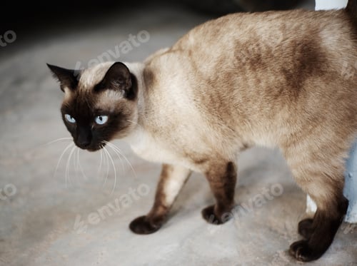 Preview: Beautiful adorable old style siamese blue point shorthaired cat, thai cat with amazing blue eyes.