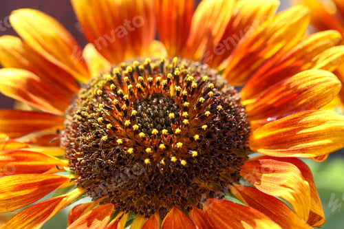 Preview: Macro shot of nice sunflower with red and yellow petals