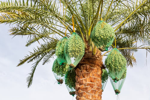 Preview: Delicious unripe dates covered with protection mesh on a palm tree