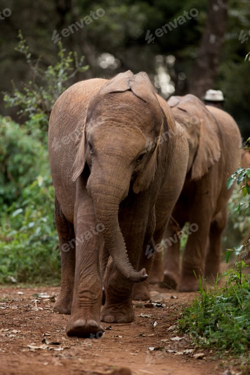 Preview: Elephants Wildlife Animals Big Five In Kenya East Africa Maasai Mara