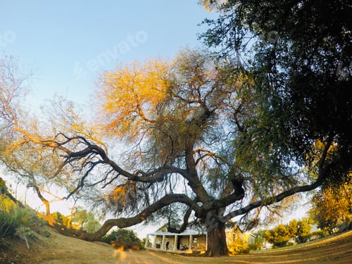 Preview: Giant tree with a farmhouse in the background