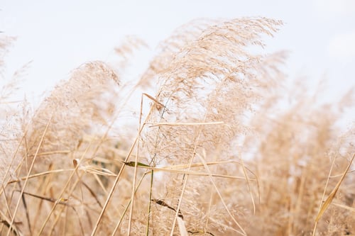 Preview: Beige pampas grass close-up, a natural texture and background.