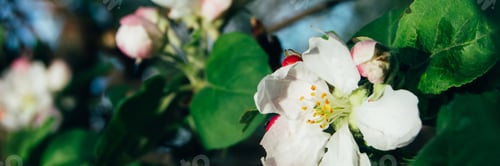 Preview: Banner with a blooming apple tree on a green background