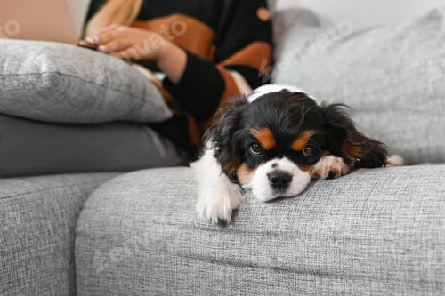 Preview: Pretty young woman sitting at home on sofa front of laptop with her pet dog working online