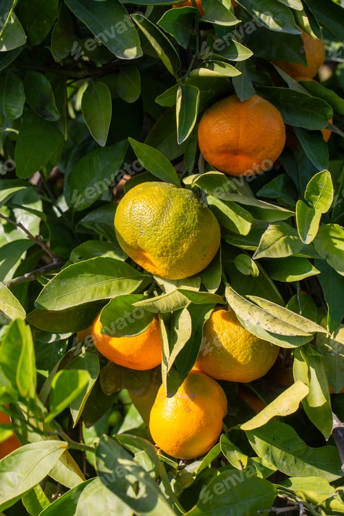 Preview: Close-up of ripe tangerines on the branches of trees on a sunny day.