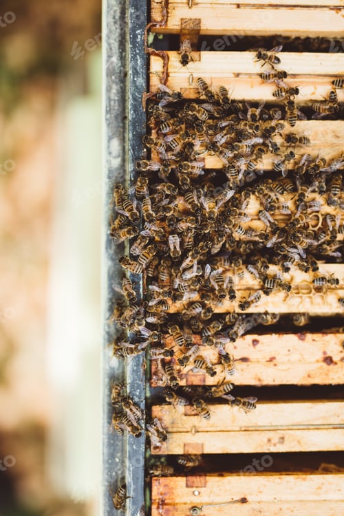 Preview: Honey bees inside their hive