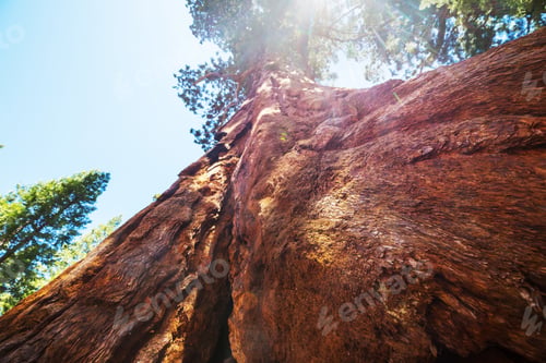 Preview: Sequoia