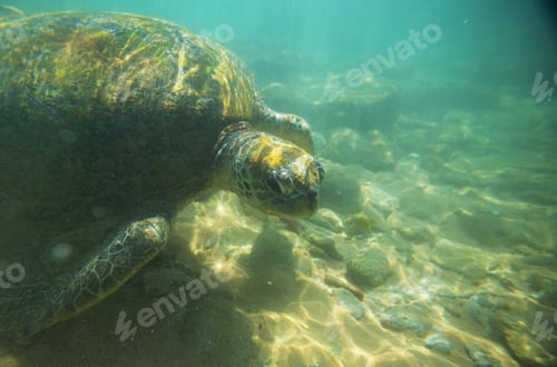 Preview: Turtle