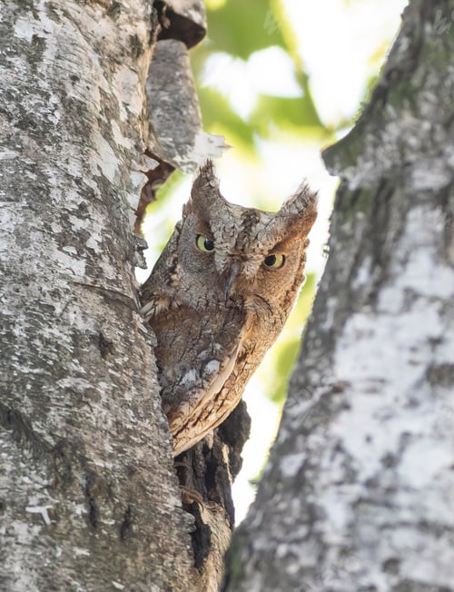 Preview: Eurasian scops owl, Otus scops. In the morning, a bird peeks out of its nest