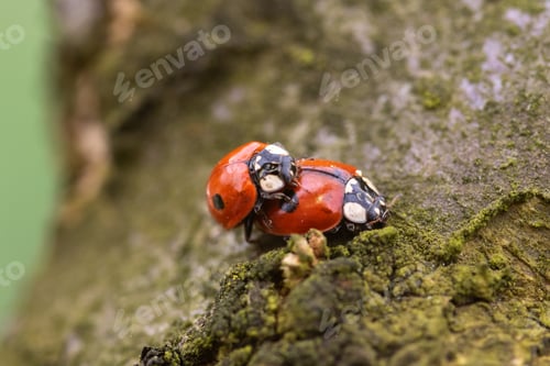 Preview: Close-up of a ladybug perched on a tree branch