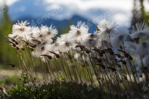 Preview: Polar flowers
