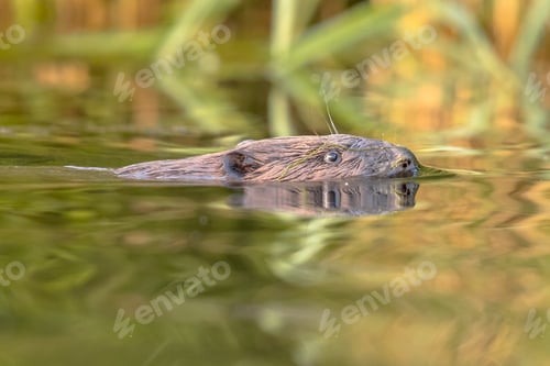 Preview: European beaver head swimming