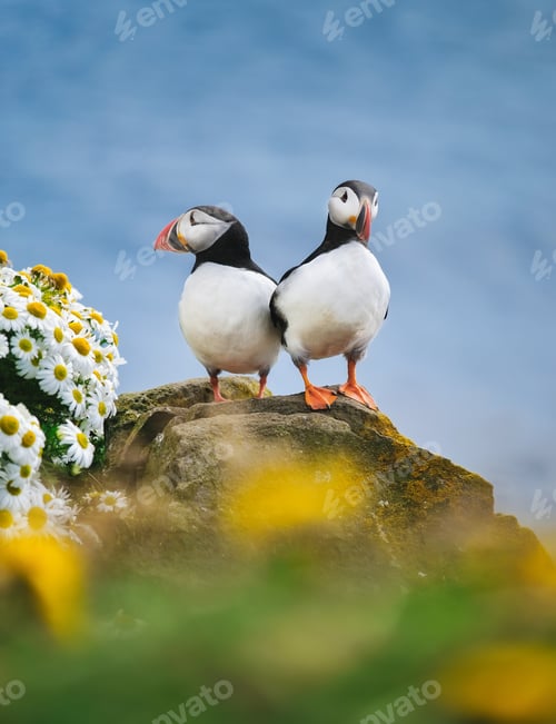 Preview: Puffins in Iceland. Seabirds on sheer cliffs. Birds on the Westfjord in Iceland.