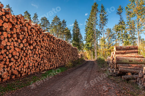Preview: Cut wood after a gale in summer, Poland