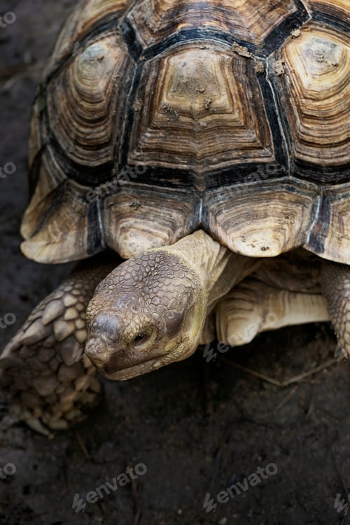 Preview: Closeup of Tortoise with beautiful pattern on it shell