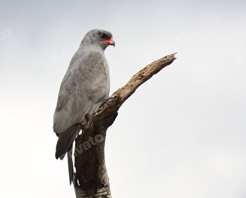 Preview: Dark Chanting Goshawk